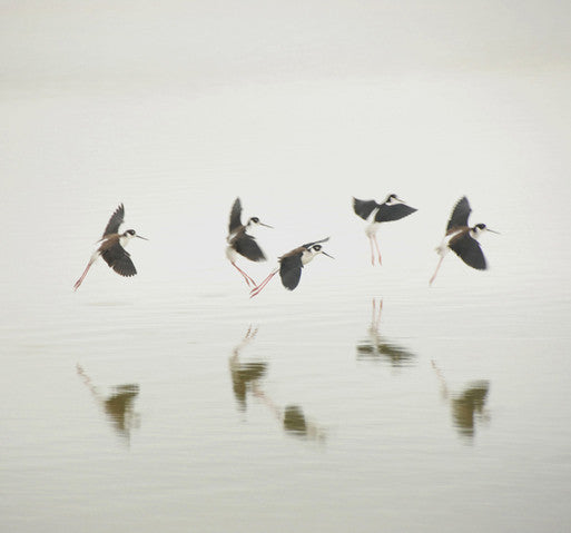 Birds - San Francisco Bay