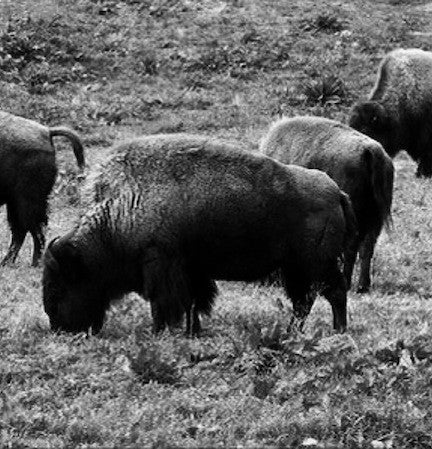 Buffalo Polaroid #3