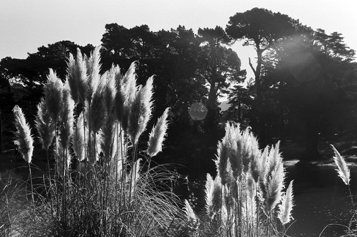 Weeds in the Morning Light
