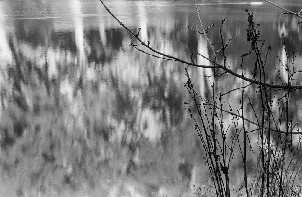 Branches & Reflections #1