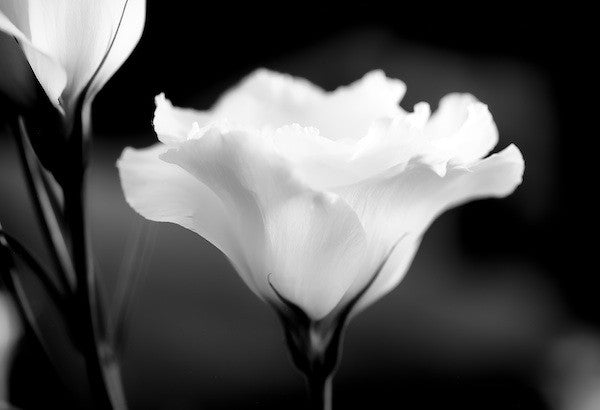 Lisianthus