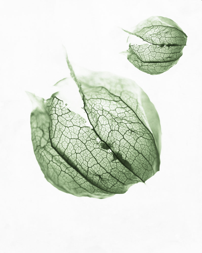 Tomatillo (Two Green Spheres)