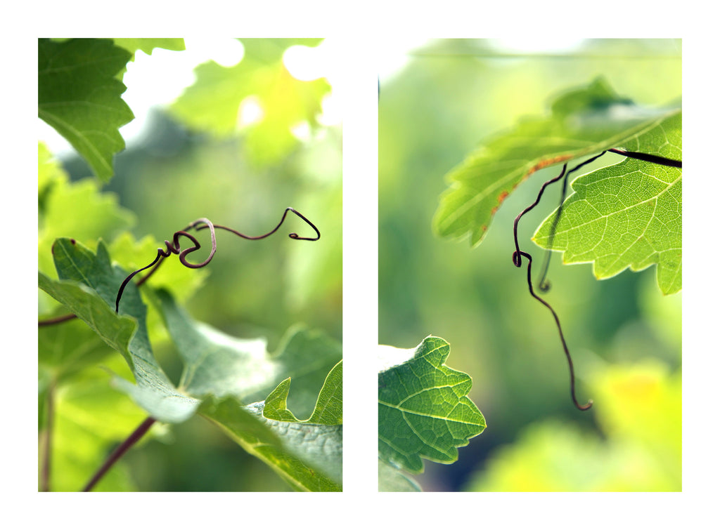 Vines (diptych)