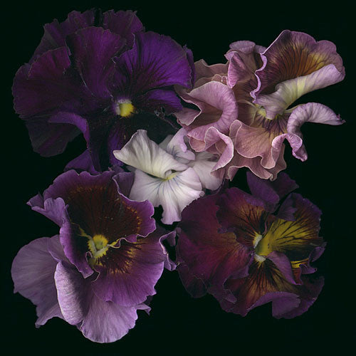 Violas